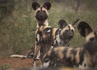 Das Waisenhaus für wilde Tiere