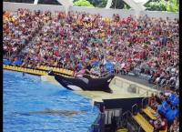 Blackfish