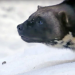 Die Supersinne der Tiere
