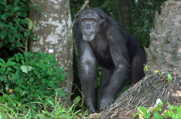 Bild 1 von 3: 1974 kamen US-amerikanische Wissenschaftler nach Liberia, um Experimente an lebenden Schimpansen durchzuführen.