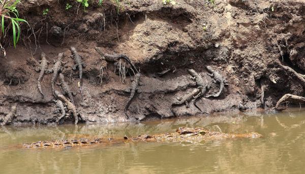 Bild 1 von 9: Gute Eiablagestellen müssen deutlich über der Hochwasserlinie liegen. Die angehenden Mütter haben deshalb oft weite Strecken und steile Ufer zu bewältigen, um an die Nester zu kommen. Das ist sehr anstrengend für die altertümlichen Tiere.