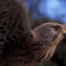 Abenteuer Wildnis