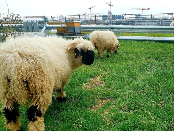 Bild 1 von 4: Schafe auf der \