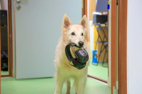 Bild 1 von 3: Wie viel menschliche Sprache können Hunde tatsächlich verstehen? Eine breit angelegte Studie soll der Kommunikation zwischen Mensch und Hund auf den Grund gehen.