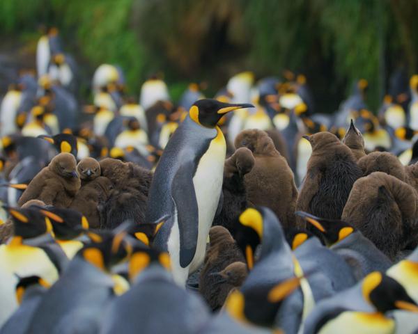 Bild 1 von 5: Königspinguin-Küken und erwachsene Tiere