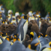 Terra Mater - Badestrand der Pinguine