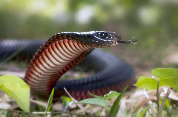 Bild 1 von 5: Die Rotbäuchige Schwarzotter hat ein beeindruckendes Erscheinungsbild: mit glänzend schwarzem Schuppenkleid und einem roten Bauch.