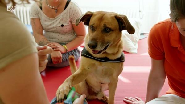 Bild 1 von 5: Therapiehund (Schäfermischling) \