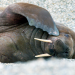 Tierischer Winterzauber