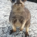 Paula und die wilden Tiere