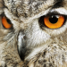 Das Geheimnis unseres Waldes