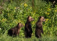 Amur - Asiens Amazonas