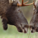 Abenteuer Wildnis