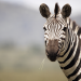 Serengeti