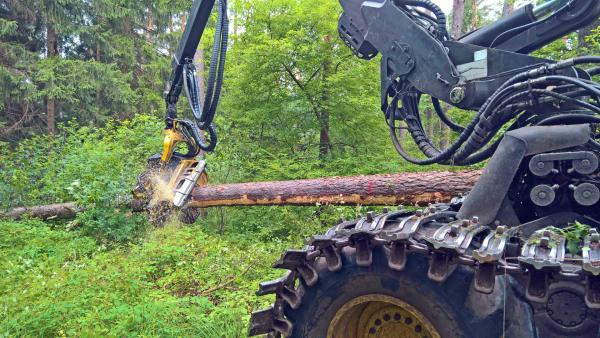 Bild 1 von 3: Ausgangsmaterial für den Großteil der im Handel erhältlichen Einbauküchen ist der Rohstoff Holz.