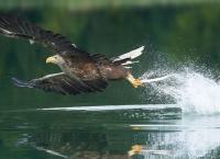 Tierische Blitzattacken