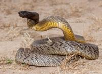 Toxische Tierwelt