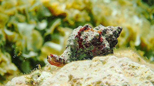 Bild 1 von 16: Im Bild: Purpurschnecke auf dem Meeresgrund vor Mallorca.