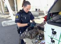 Border Patrol Canada - Einsatz an der Grenze