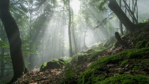 Bild 1 von 5: Wilde Schlösser