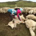 Chinas wilder Westen