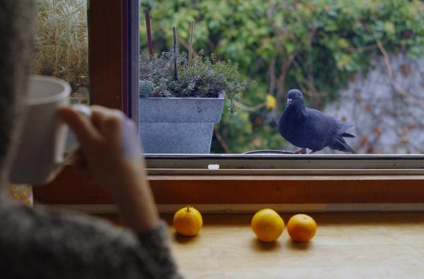 Bild 1 von 4: Man muss nicht in ferne Länder reisen, um Wildtiere zu beobachten. Manchmal genügt ein Blick aus dem Fenster ? und das selbst mitten in der Großstadt.