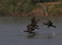 Amur - Asiens Amazonas