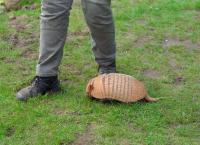 Seelöwe & Co. - tierisch beliebt