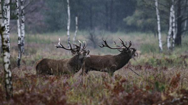 Bild 1 von 2: Rothirsch (Cervus elaphus), zwei röhrende Männchen. Anstrengend: Im Herbst verausgaben sich die kapitalen Rothirsche sechs Wochen lang bis zur Erschöpfung.