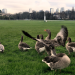 Paris - Stadt der Tiere