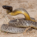 Toxische Tierwelt