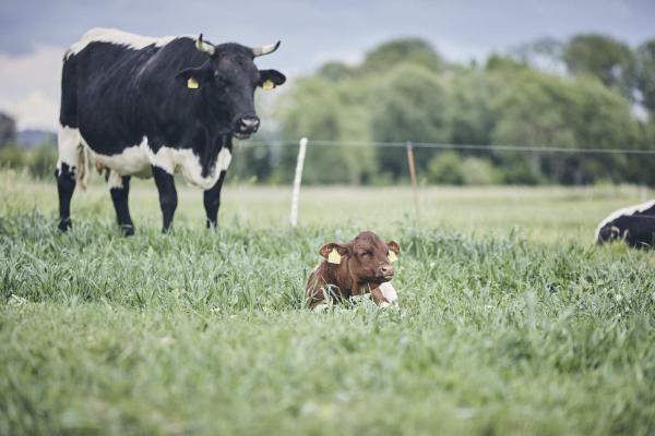 Bild 1 von 18: Ein Kälbchen mit der Mutter.