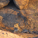 Der Fels der Leoparden
