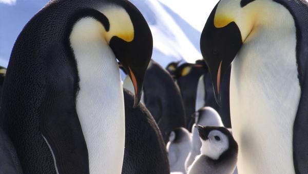 Bild 1 von 4: Kaiserpinguine leben ausschließlich in der Antarktis. Sie versammeln sich in riesigen Kolonien, die oft mehr als 5.000 Tiere umfassen.