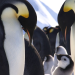 Tierische Superhelden