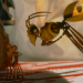 Antz