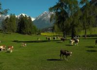 Tierwelt der Alpen