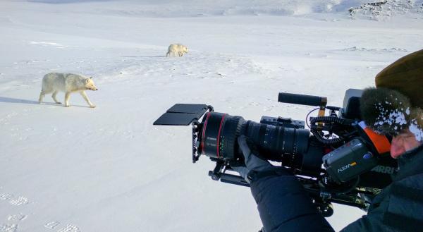Bild 1 von 5: Geduld ist bei Tierfilmern generell gefragt, aber die Polarwölfe von Ellesmere haben Kameramann Ivo Nörenberg auf eine besonders harte Probe gestellt.