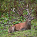 Wildes Land