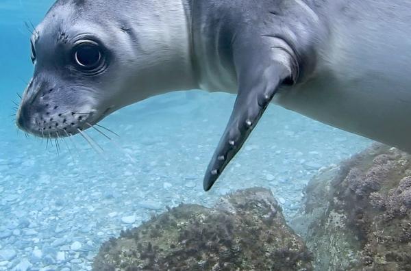Bild 1 von 5: Die Mittelmeer-Mönchsrobbe gehört zu den größten Robbenarten der Welt.