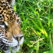 Argentinien: Rückkehr der Jaguare