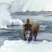 Yellowstone