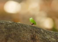 Anna und die wilden Tiere