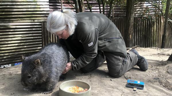Bild 1 von 4: Überraschung bei den Tasmanischen Nacktnasenwombats! Wombat-Weibchen Maya hat ein Geheimnis im Beutel, das bisher gut versteckt war. Die Erdhöhlen-Bewohnerin erwartet zum zweiten Mal Nachwuchs. Tierpflegerin Sylvia Nietfeld hat die kleine Beule an Mayas Bauch entdeckt.