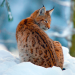 Winterwelten