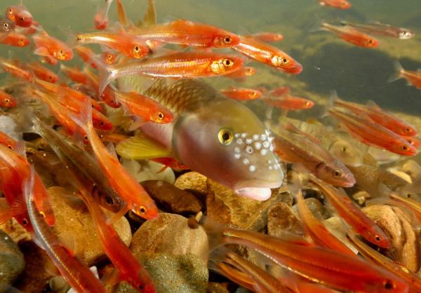Bild 1 von 15: Der Flussdöbel in den Gewässern Tennessees kann aus Steinen beeindruckende Bauwerke errichten.