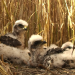 Abenteuer Wildnis