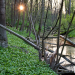 Wildnis am Strom - Nationalpark Donau-Auen