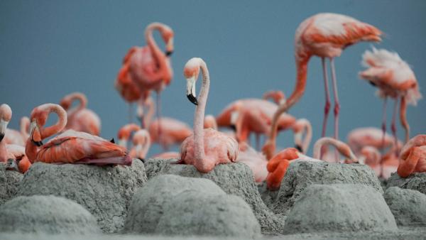 Bild 1 von 7: Flamingo-Kolonie in Ria Lagartos.