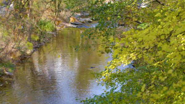 Bild 1 von 5: Wienfluss bei Wolf in der Au